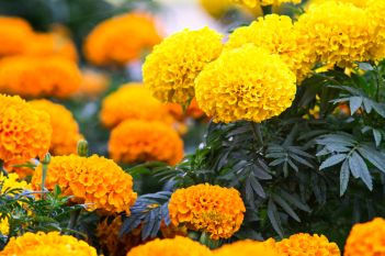 marigolds